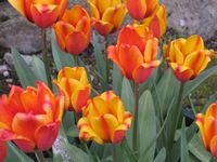 Did we mention the tulips?