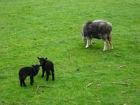 Herdwick lambs are born with black wool which gets lighter as they get older