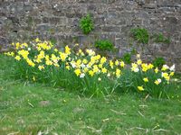 Did we mention the daffodils?