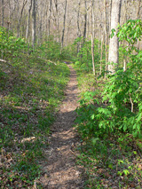 An atypically green section of trail