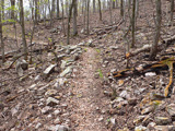 Trail through a burnt area